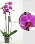 Орхидея Фаленопсис розовая пятнистая 12/60 см