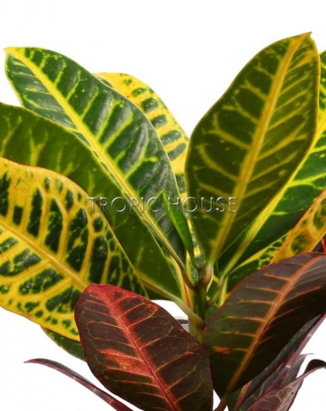 Кротон в CUBICO 30