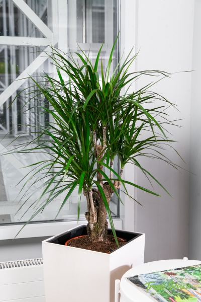 Драцена Маргината бранч 24/90 см