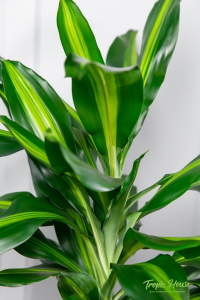 Драцена Чинто 3 ствола 21/110 см Драцена Чинто 3 ствола 21/110 см