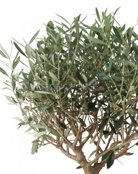 Олива в CUBICO COLOR 30 Олива в CUBICO COLOR 30