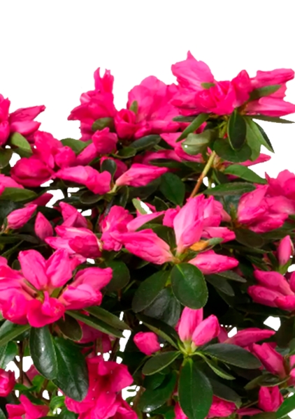 Азалия Фландрес розовая в CLASSICO COLOR 21 Азалия Фландрес розовая в CLASSICO COLOR 21