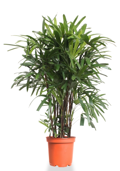 Рапис 30/130 см