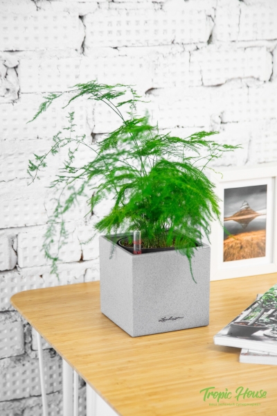 Аспарагус в CANTO STONE 14