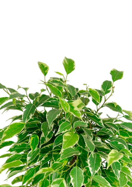 Фикус Бенджамина Кинки Пестрый 12/30 см МП