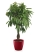 Фикус Амстел Кинг переплетенный 30/150 см в CLASSICO LS 43