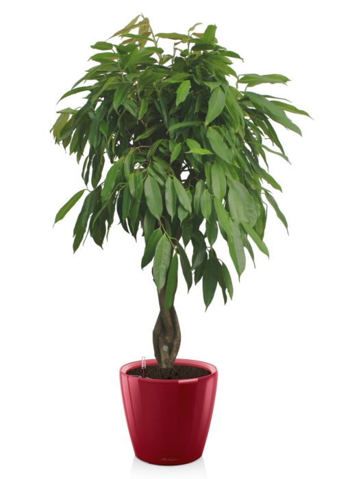 Фикус Амстел Кинг переплетенный 30/150 см в CLASSICO LS 43