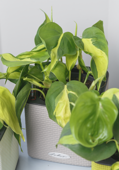 Набор Филодендрон Бразил в Cube Color 14