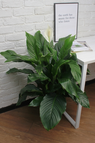 Спатифиллум Свит 24/100 см в QUADRO LS 28