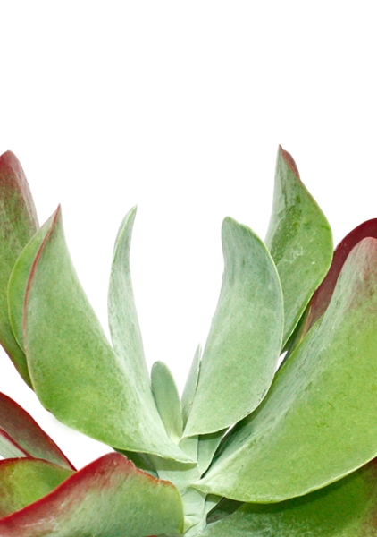 Каланхоэ тирсифолия Ред Липс 12/20 см в CUBE GLOSSY KISS 14