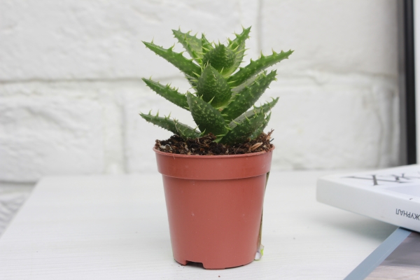 Алоэ Хавортия микс 5 см в PURO 20