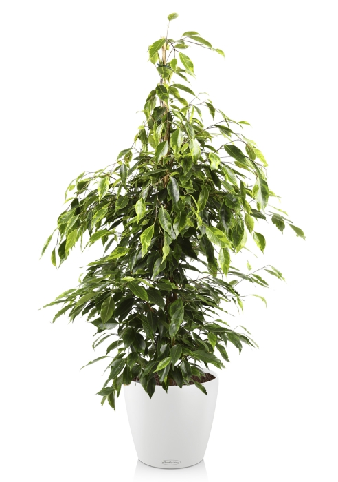 Фикус Бенджамина Анастасия в CLASSICO COLOR 35, белый