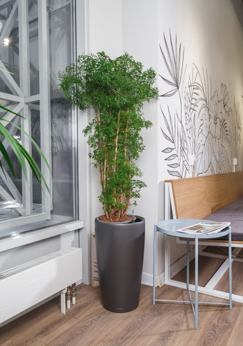 Полисциас в RONDO 32