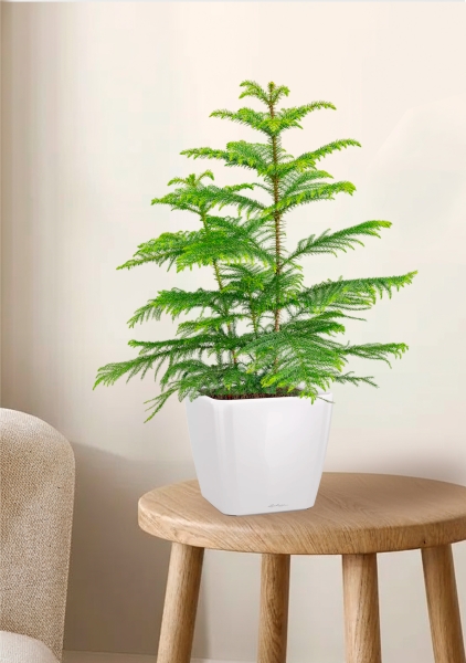 Араукария 19/90 см в QUADRO LS 28