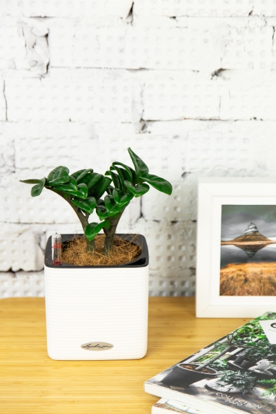 Замиокулькас Зензи 9/15 см