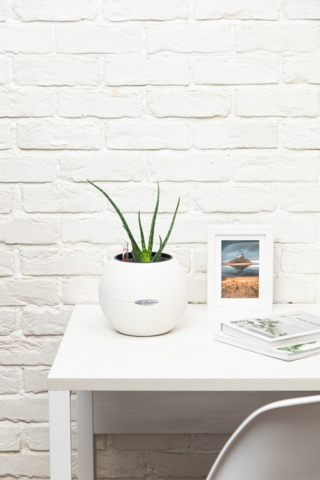 Алоэ Вера в PURO 20