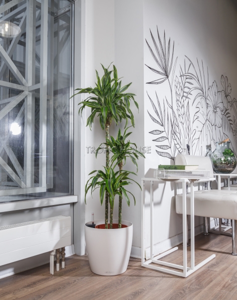 Драцена Лемон Лайм 3 ствола в CLASSICO 35 Драцена Лемон Лайм 3 ствола в CLASSICO 35