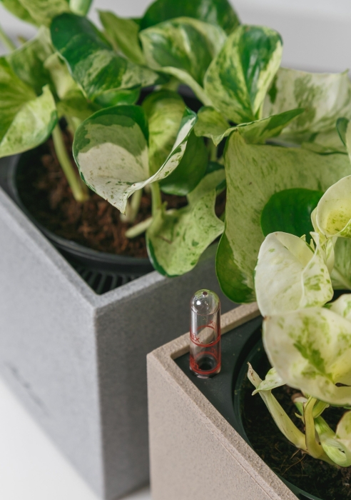 Набор Эпипремнумов Энджой в CUBE COLOR 14