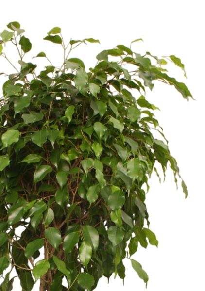 Фикус Экзотика переплетенный 30/150 см в CANTO STONE LOW 40