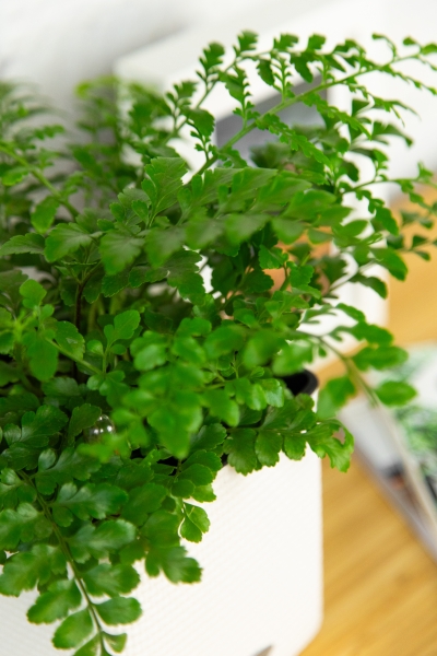 Папоротник Парвати в CUBE COLOR 14 Папоротник Парвати в CUBE COLOR 14