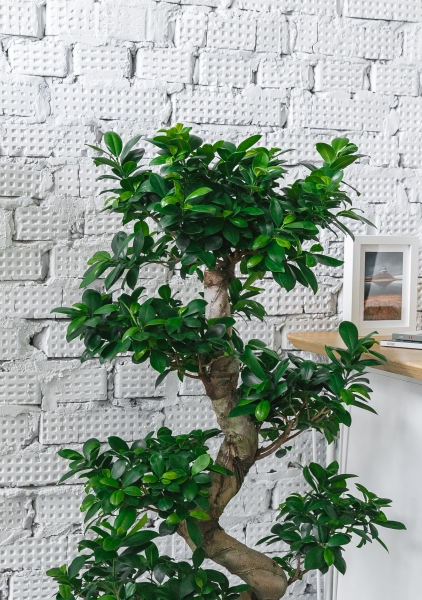 Фикус Бонсай в керамике 45/80 см Фикус Бонсай в керамике 45/80 см