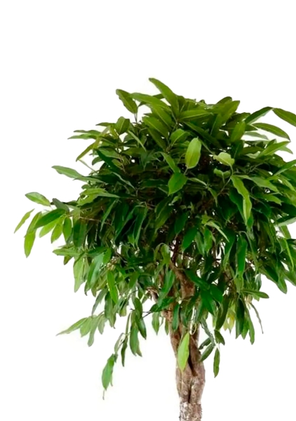 Фикус Амстел Кинг переплетенный 60/300 см Фикус Амстел Кинг переплетенный 60/300 см