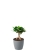 Фикус Микрокарпа 12/30 см в LAMELA MAGNOLIA fi 135