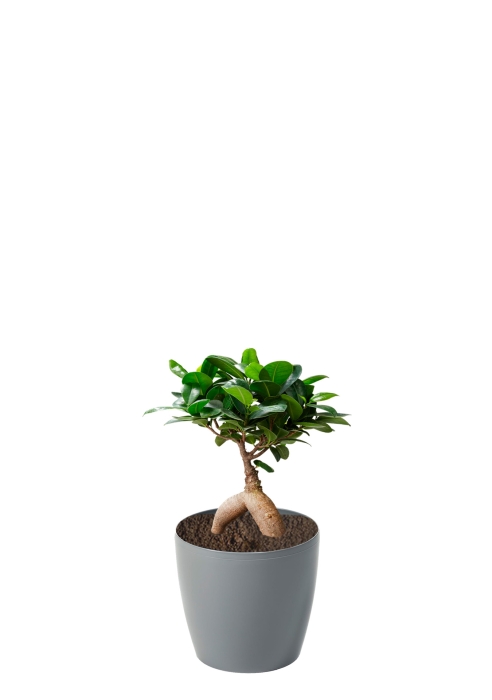 Фикус Микрокарпа 12/30 см в MAGNOLIA fi 135, серый бетон