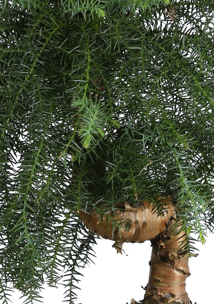 Араукария Бонсай в RONDO 32