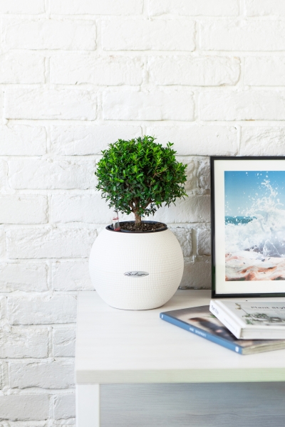 Мирт в PURO 20 Мирт в PURO 20