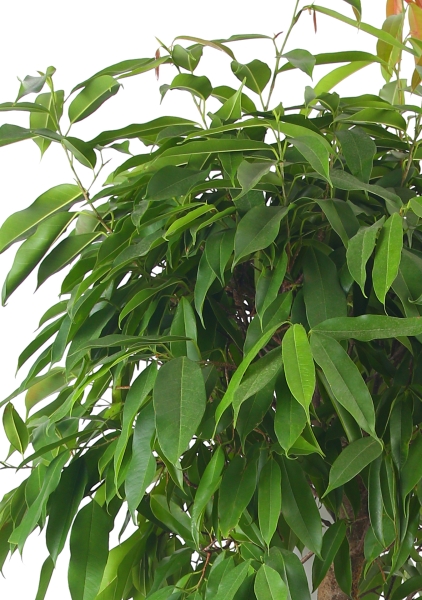 Фикус Амстел Кинг на штамбе 40/180 см