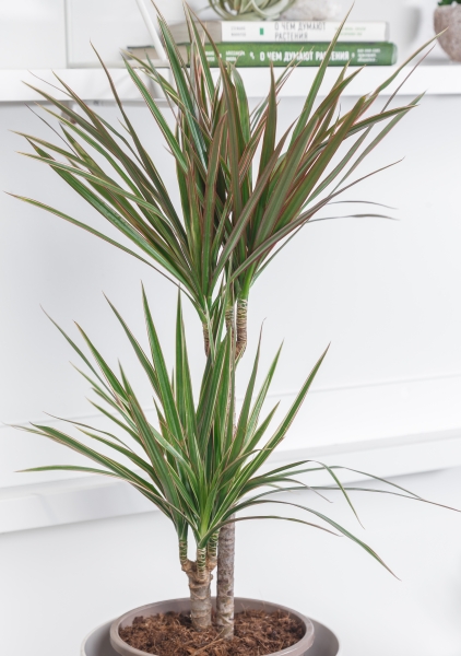 Драцена Маргината CLASSICO COLOR 21