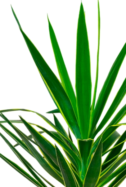 Юкка Пак в CUBICO 30 Юкка Пак в CUBICO 30