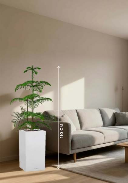 Араукария гетерофилла 24/110 в CANTO STONE HIGH 30