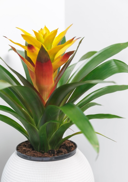 Гузмания Триколор в PURO 20