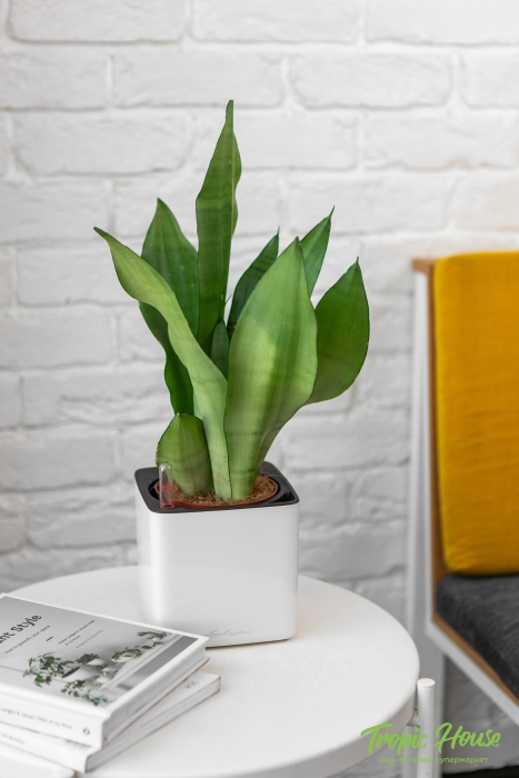 Сансевиерия Муншайн 12/35 см