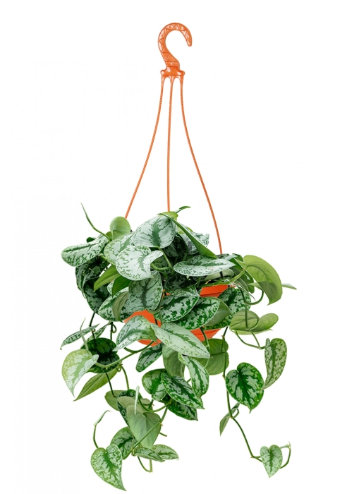 Сциндапсус Требе подвесной 15/40 см