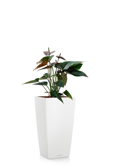 Антуриум Андре шоколадный 17/55 см в CUBICO COLOR 22, белый 