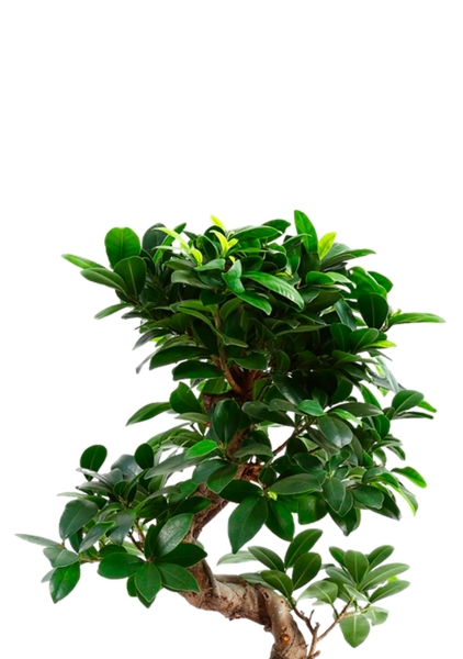 Фикус Микрокарпа Гинсенг 17/35 см в CILINDRO 23