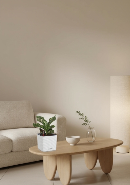 Аглаонема Анимани 12 см в CUBE Color 16