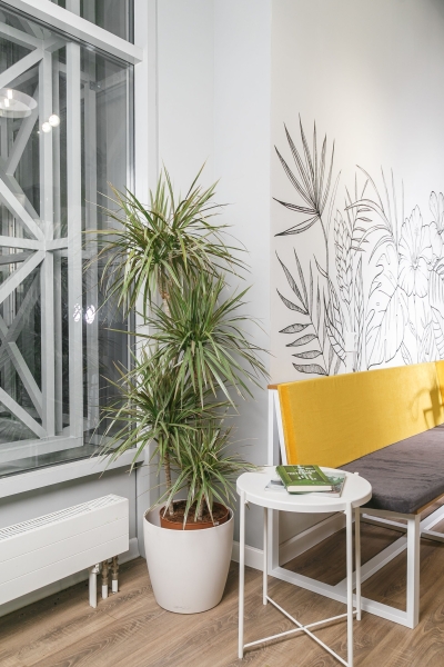 Драцена Маргината биколор 4 ствола 27/150 см