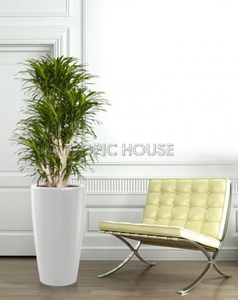 Драцена Анита RONDO 40 Драцена Анита RONDO 40