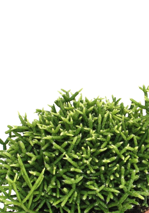 Рипсалис Бурчелли 12/30 см