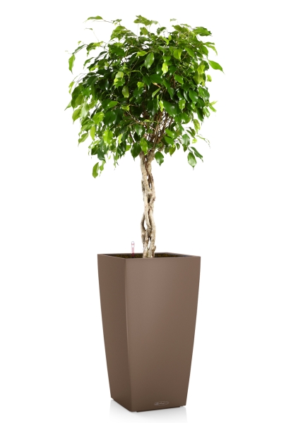 Фикус Экзотика переплетенный в CUBICO COLOR 30 Фикус Экзотика переплетенный в CUBICO COLOR 30