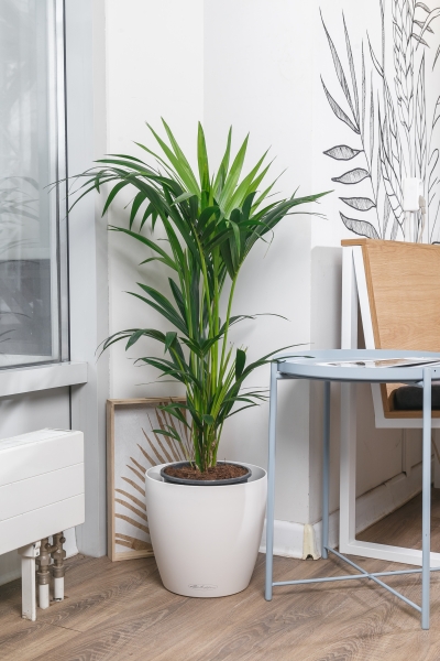 Ховея Кентия 21/100 см Ховея Кентия 21/100 см