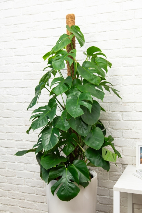 Монстера на опоре 27/150 см