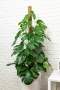 Монстера на опоре 27/150 см