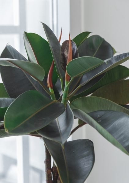 Фикус Эластика Бургунди переплетенный 24/100 см Фикус Эластика Бургунди переплетенный 24/100 см