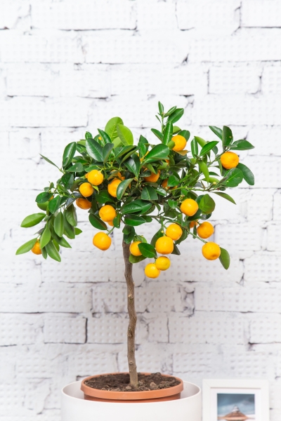 Цитрус в CLASSICO 28 Цитрус в CLASSICO 28