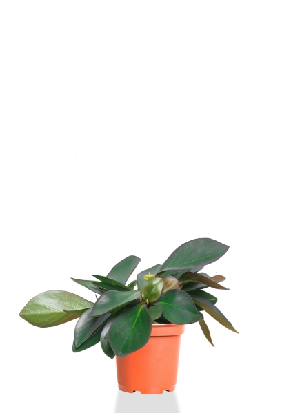 Пеперомия Ред Марджин 15/30 см Пеперомия Ред Марджин 15/30 см